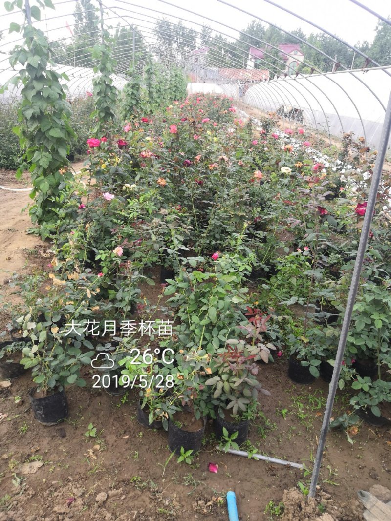 卡罗拉大花月季工程苗苗圃大量供应各种藤本月季欧月