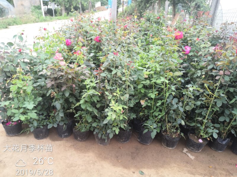卡罗拉大花月季工程苗苗圃大量供应各种藤本月季欧月