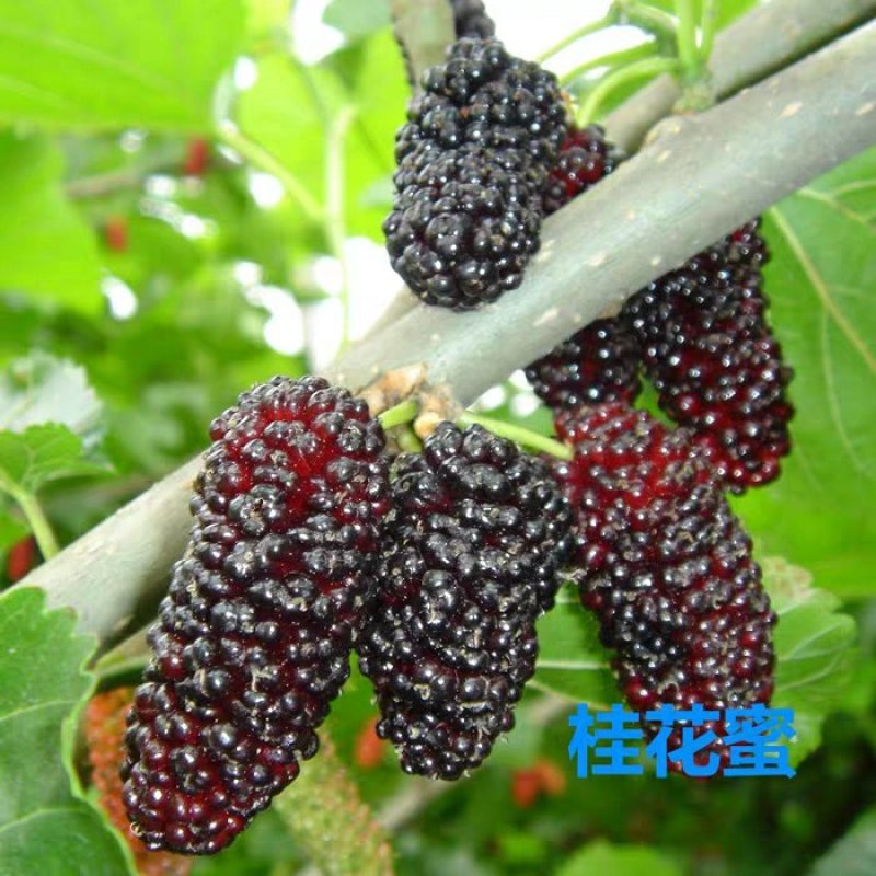 桑树苗南北方种植包品种