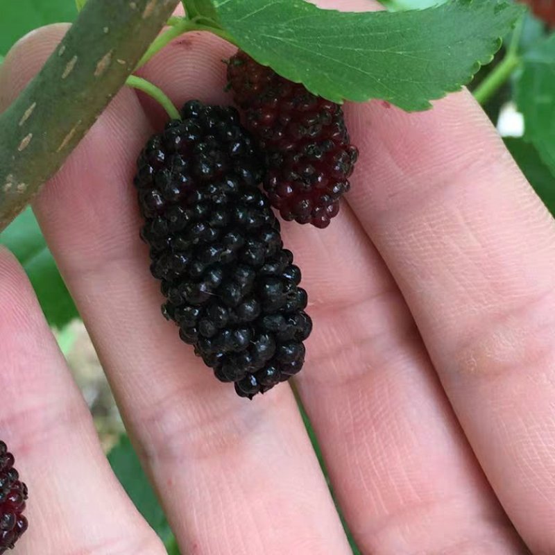 桑树苗南北方种植包品种