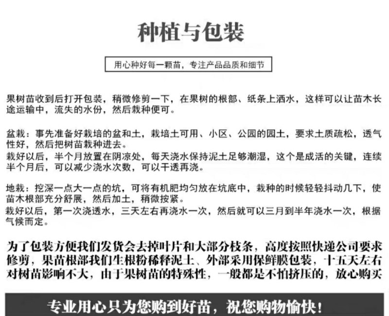 桑树苗南北方种植包品种