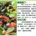 桑树苗南北方种植包品种