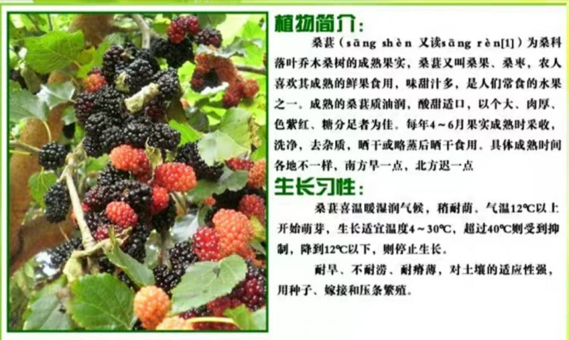 桑树苗南北方种植包品种