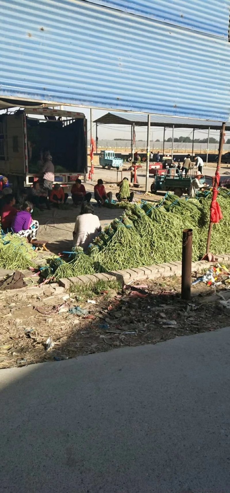 豇豆大量上市中