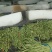 豇豆大量上市中