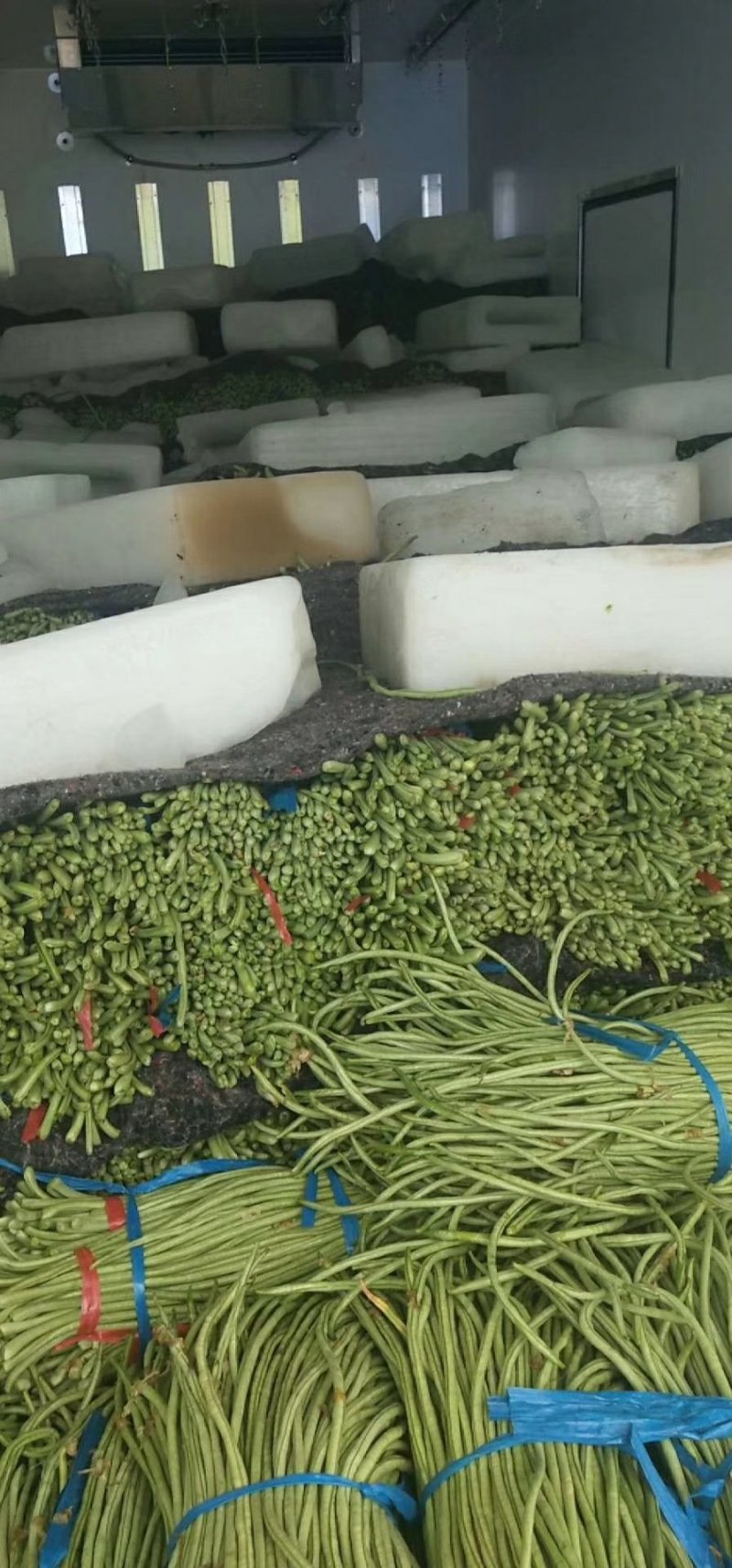 豇豆大量上市中