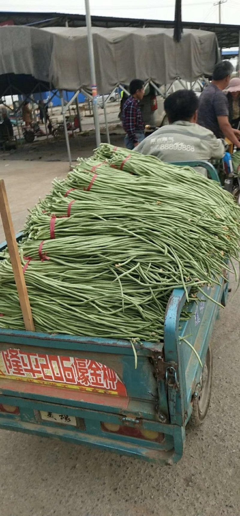 豇豆大量上市中