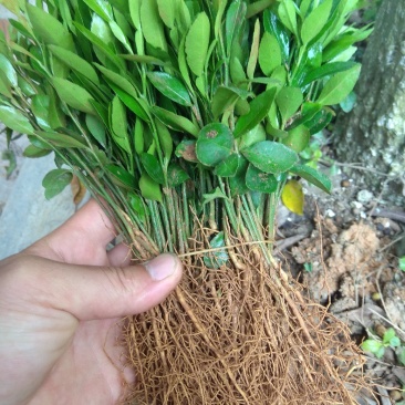 香橙小苗,长叶香橙苗,免费提供种植技术服务。