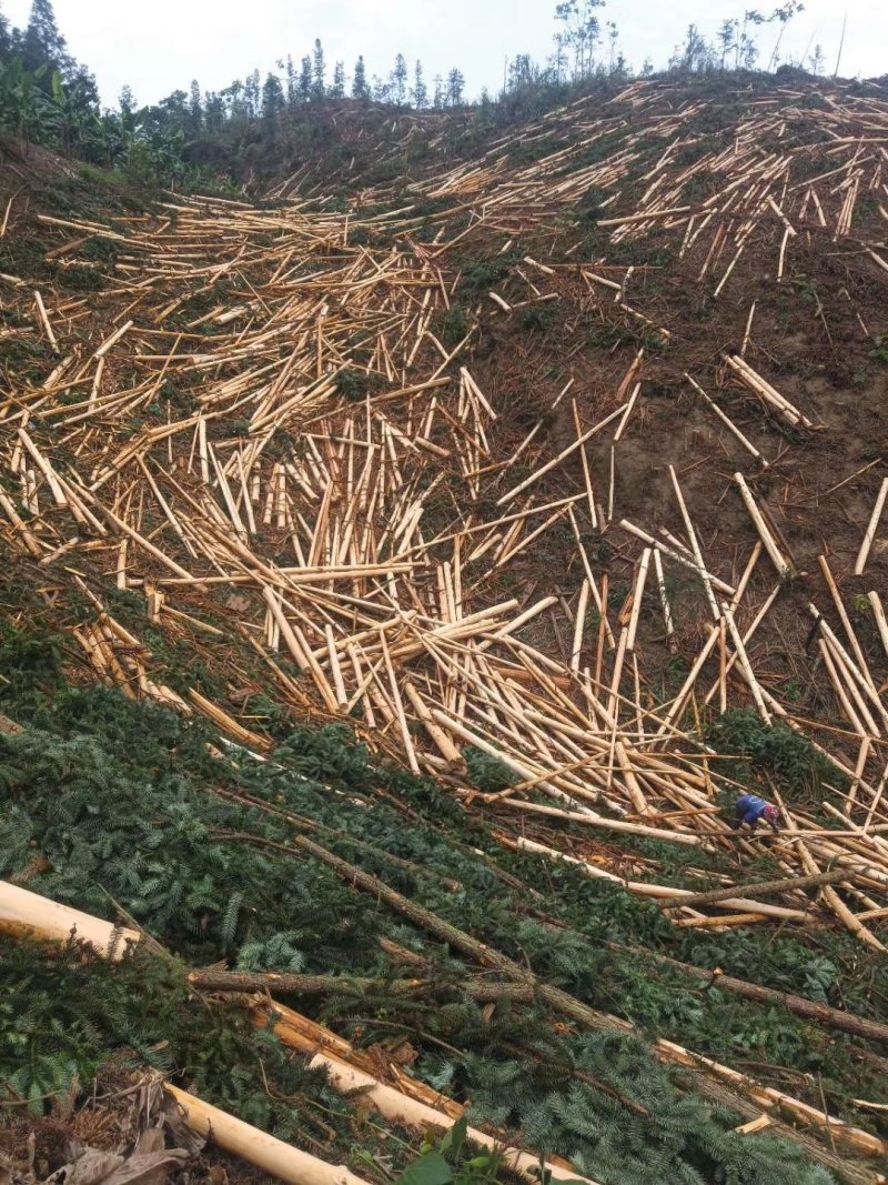 大量出售木材