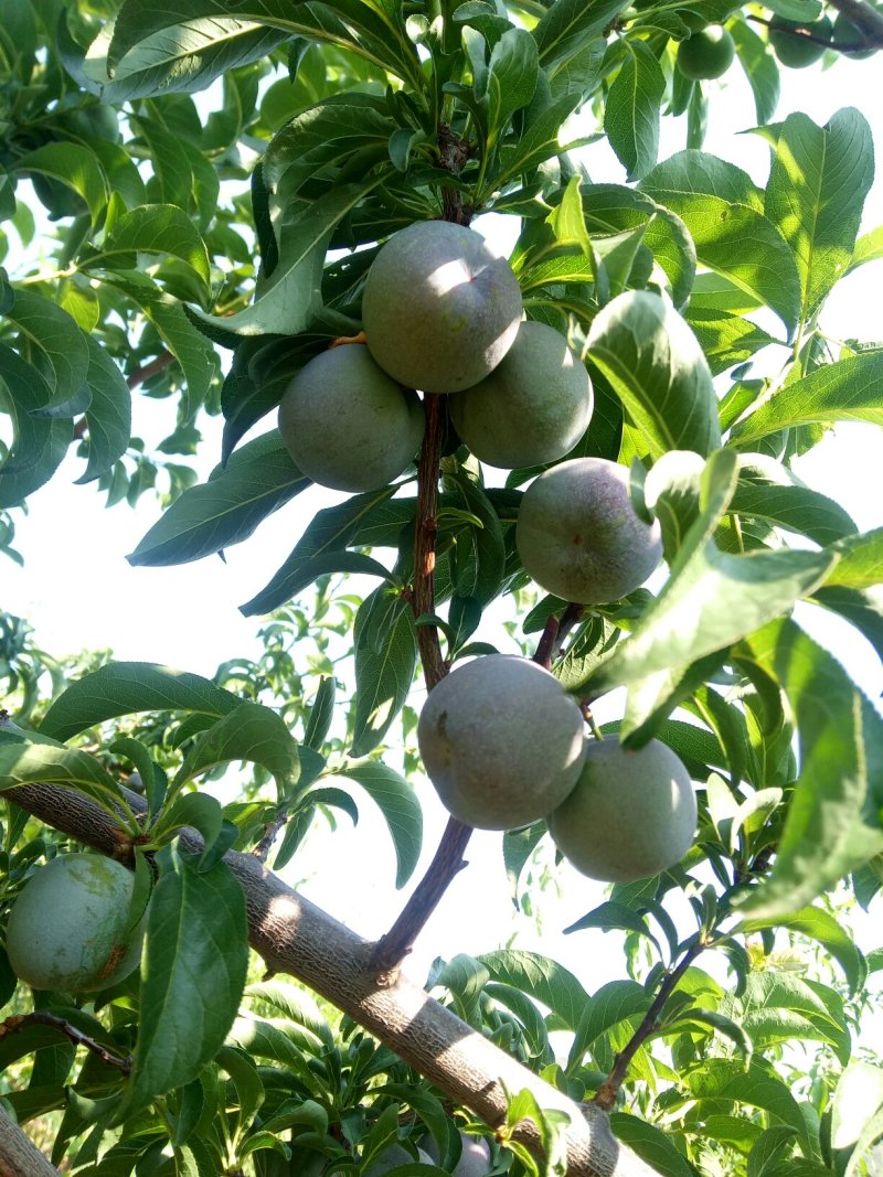 李子：五月脆；半边红；算盘李；蜂糖李