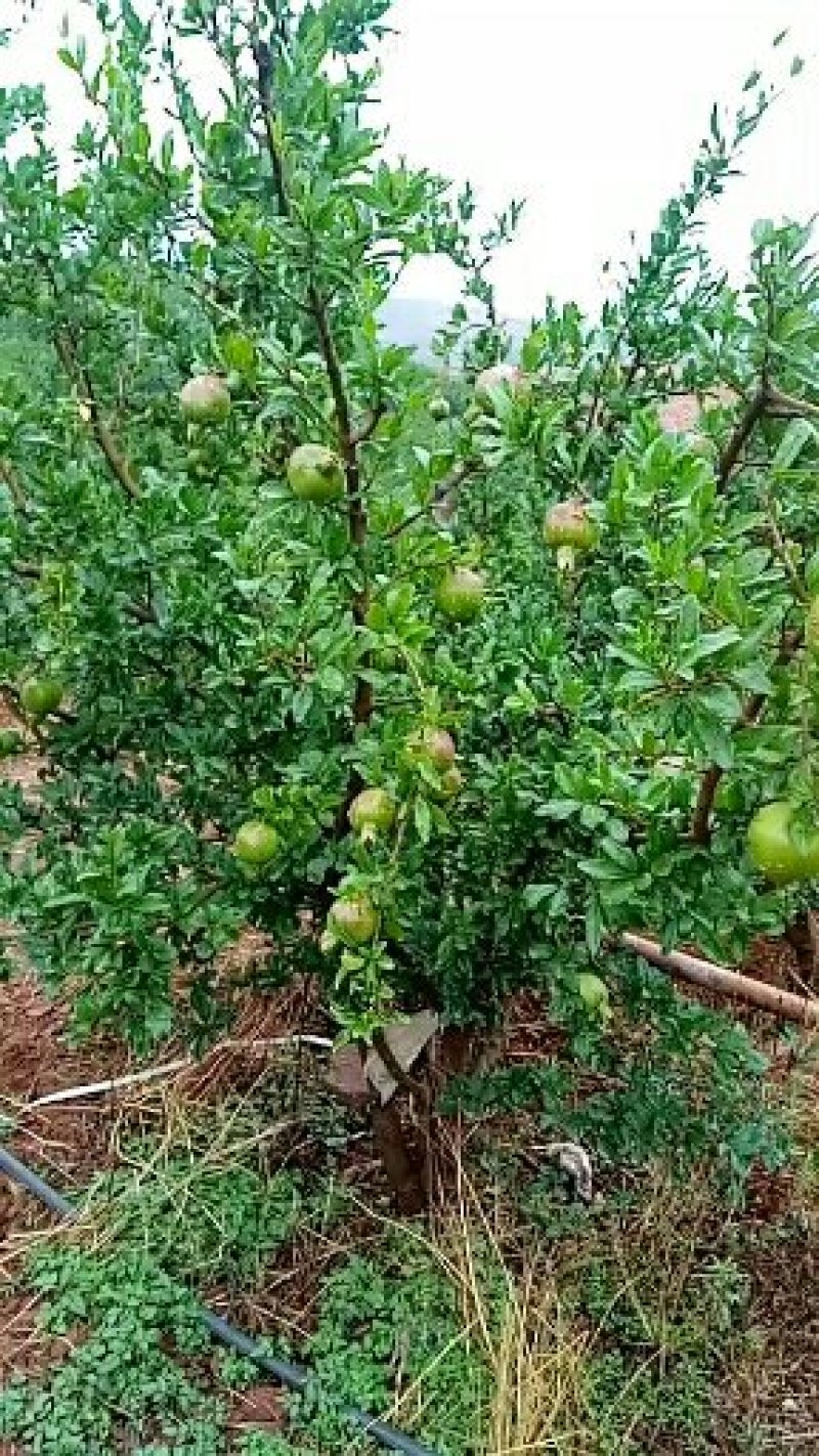 李子：五月脆；半边红；算盘李；蜂糖李