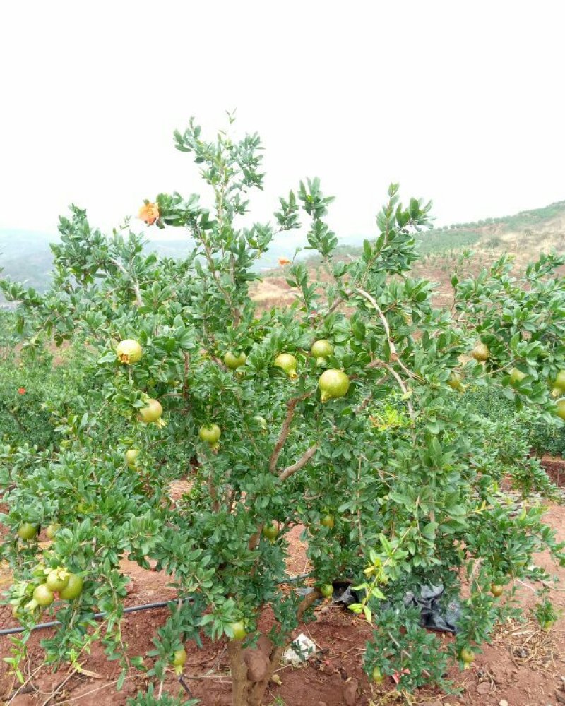 李子：五月脆；半边红；算盘李；蜂糖李