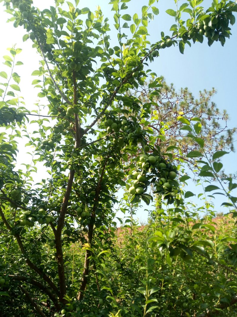 李子：五月脆；半边红；算盘李；蜂糖李