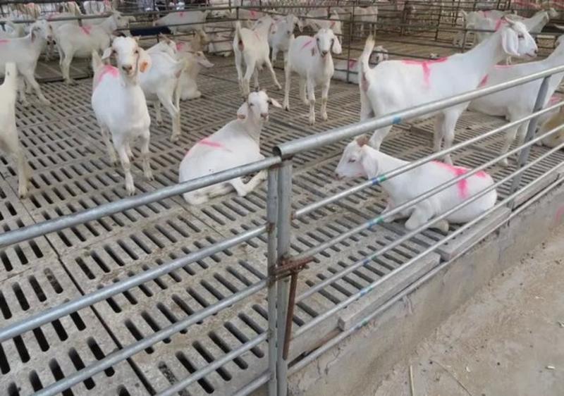 肉羊价格便宜生长速度快包成活全国送货送铡草机