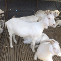 肉羊价格便宜生长速度快包成活全国送货送铡草机