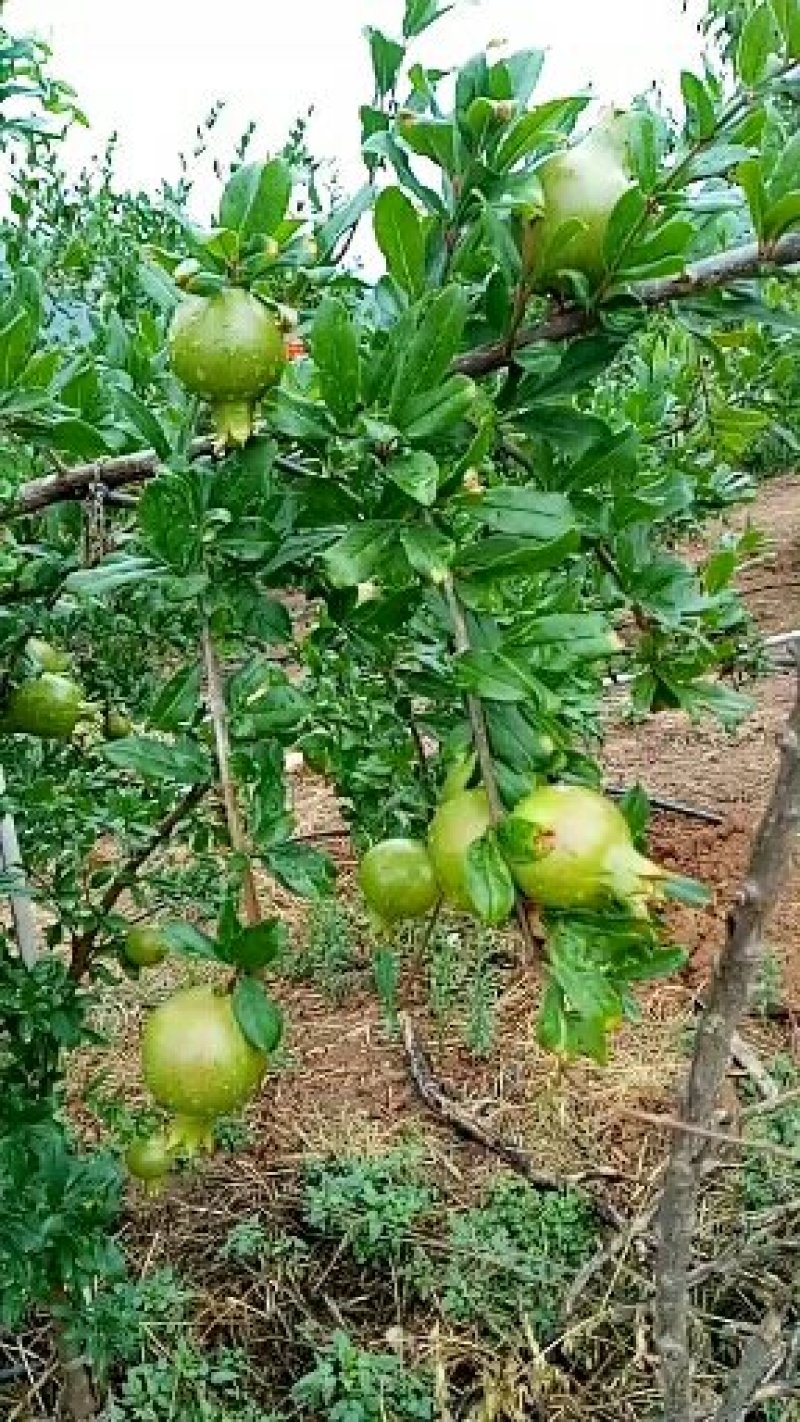 李子：五月脆；半边红；算盘李；蜂糖李