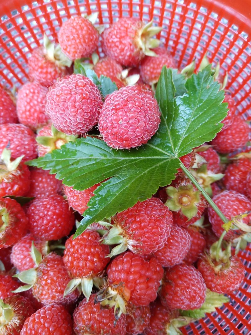 树莓干果脯