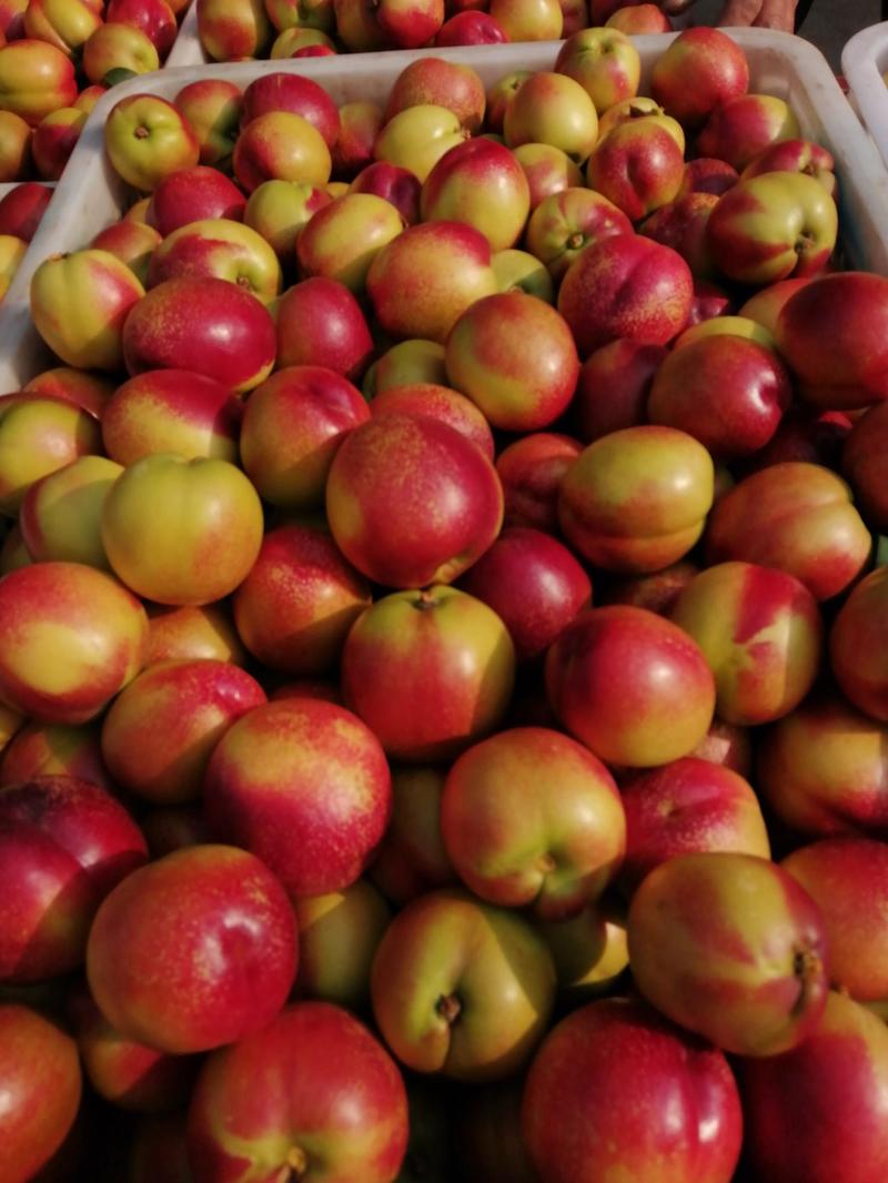 曙光油桃大量有货，，口感脆甜，颜色好，个头大，欢迎全国各