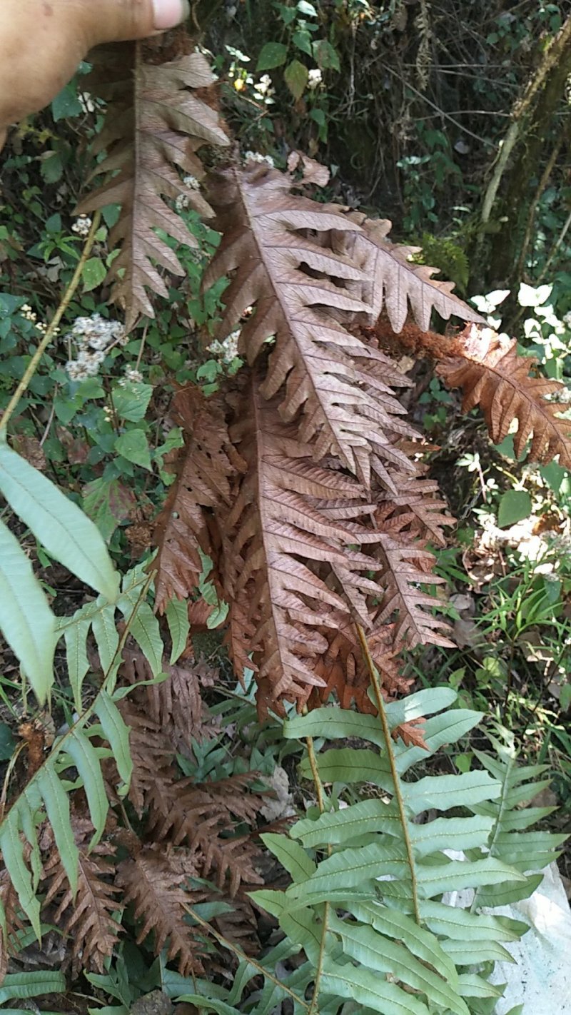 骨碎补