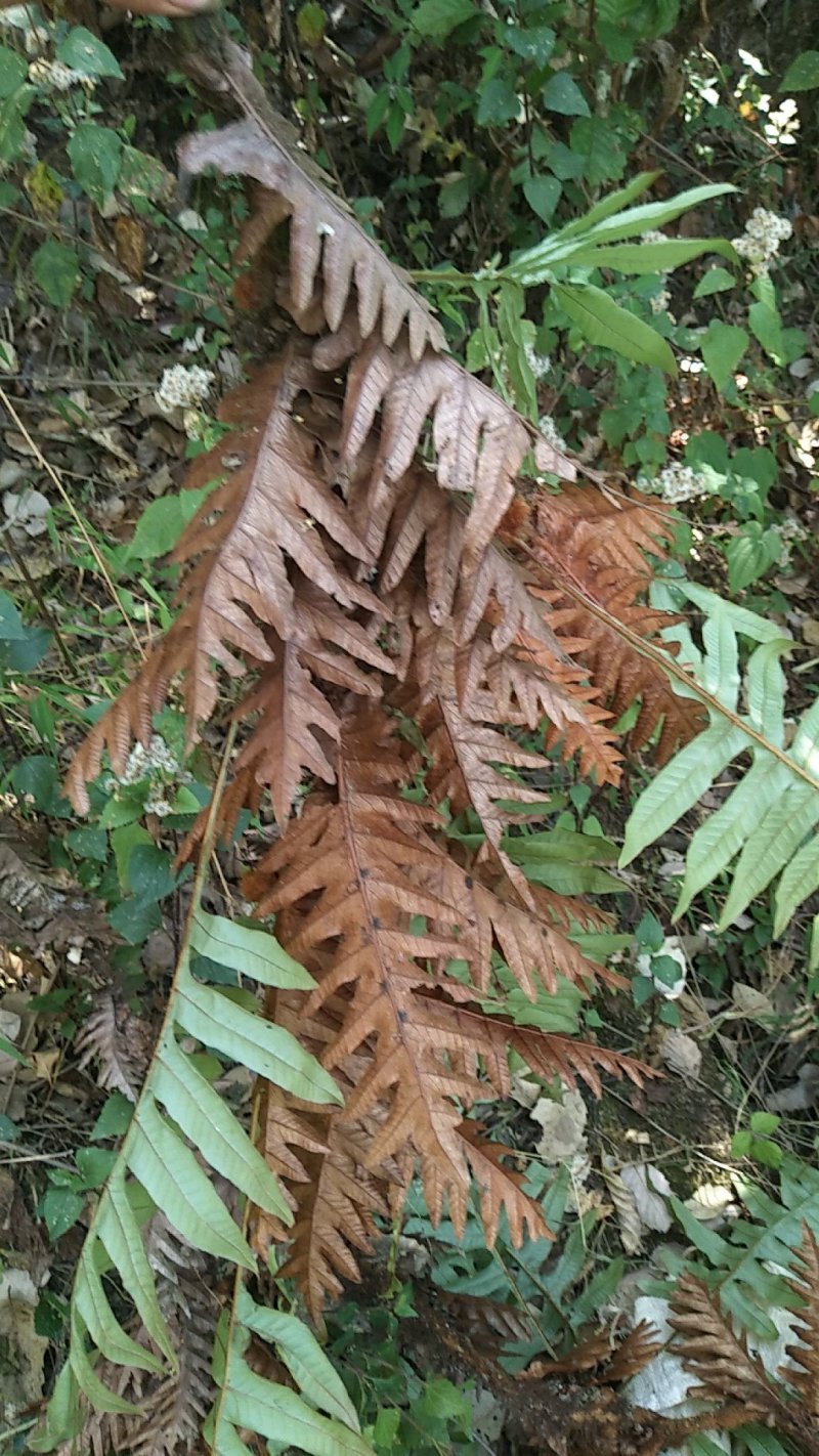 骨碎补