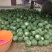山西夏县8424西瓜头茬无籽西瓜10斤打底棚里西脆甜可口