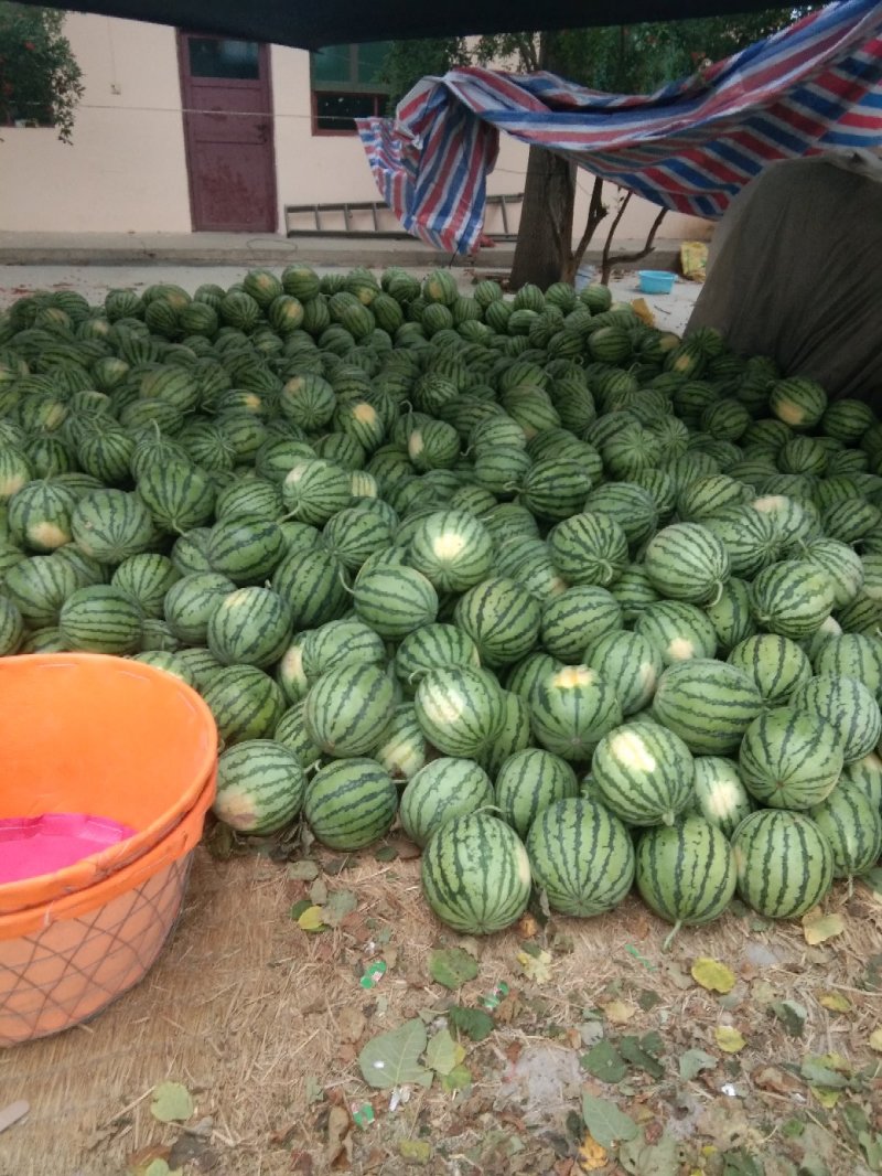山西夏县8424西瓜头茬无籽西瓜10斤打底棚里西脆甜可口