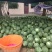 山西夏县8424西瓜头茬无籽西瓜10斤打底棚里西脆甜可口