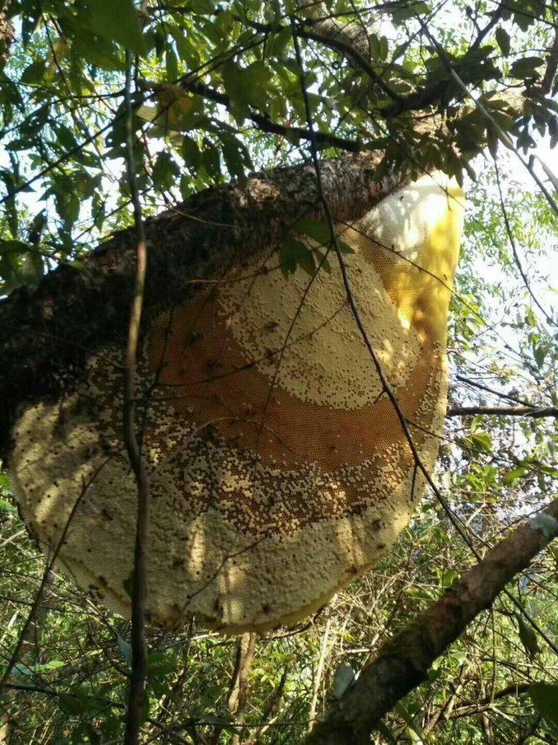 缅甸进口大挂蜜大排蜂蜜