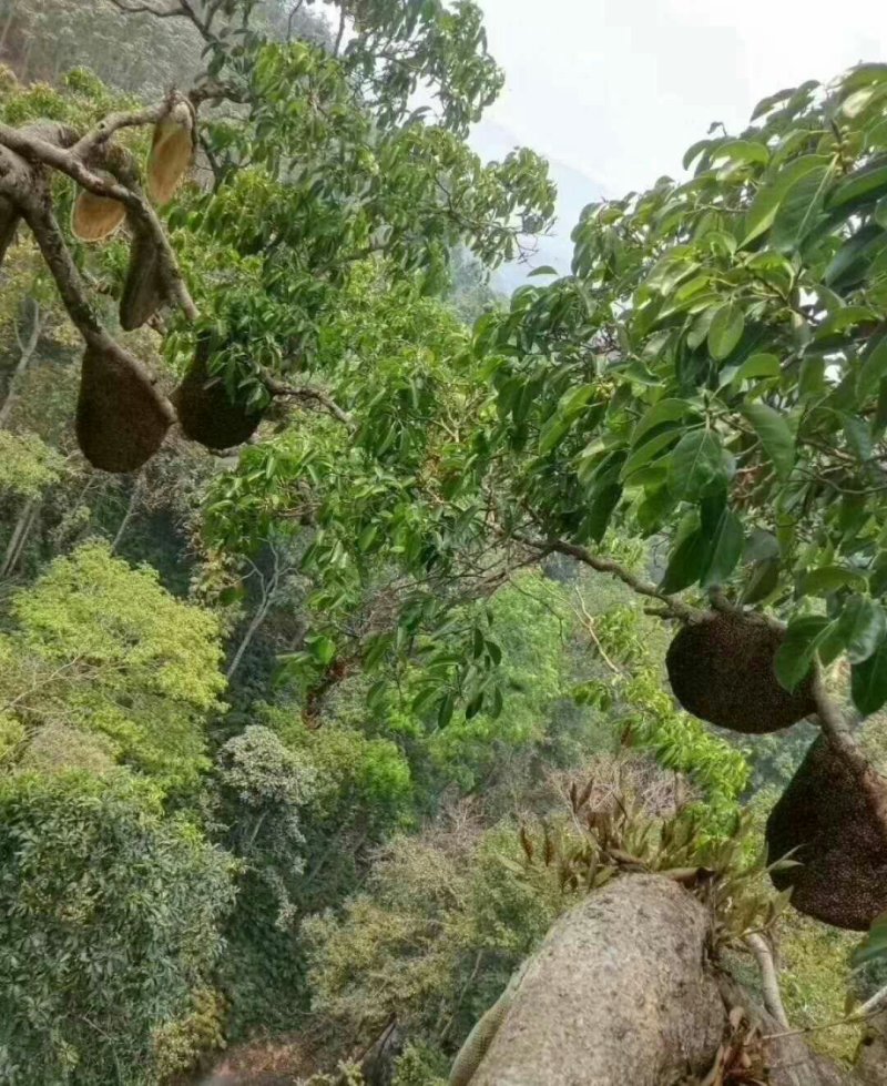 缅甸进口大挂蜜大排蜂蜜