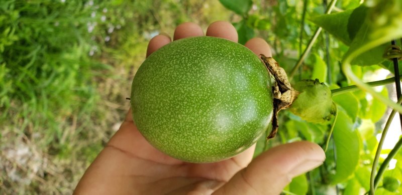 云南百香果60g~75g一件代发