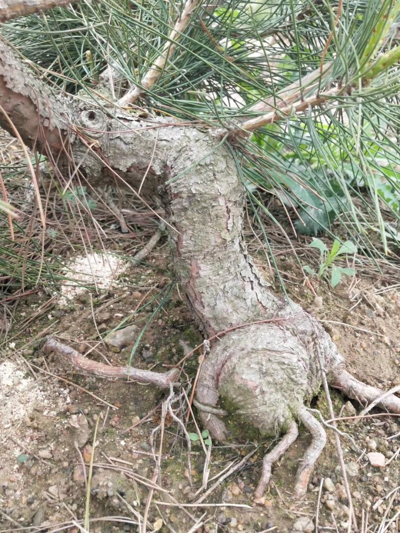 黑松五年