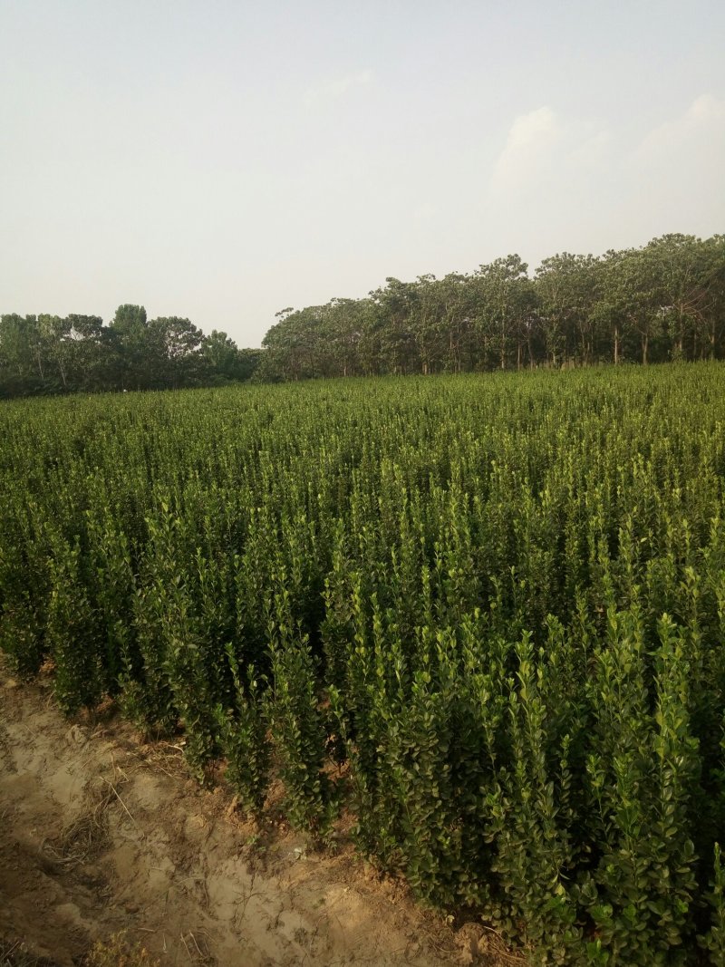 北海道，高一米五以上。