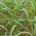 甜象草200节起发，种节都是当天现砍现发的，新鲜芽率