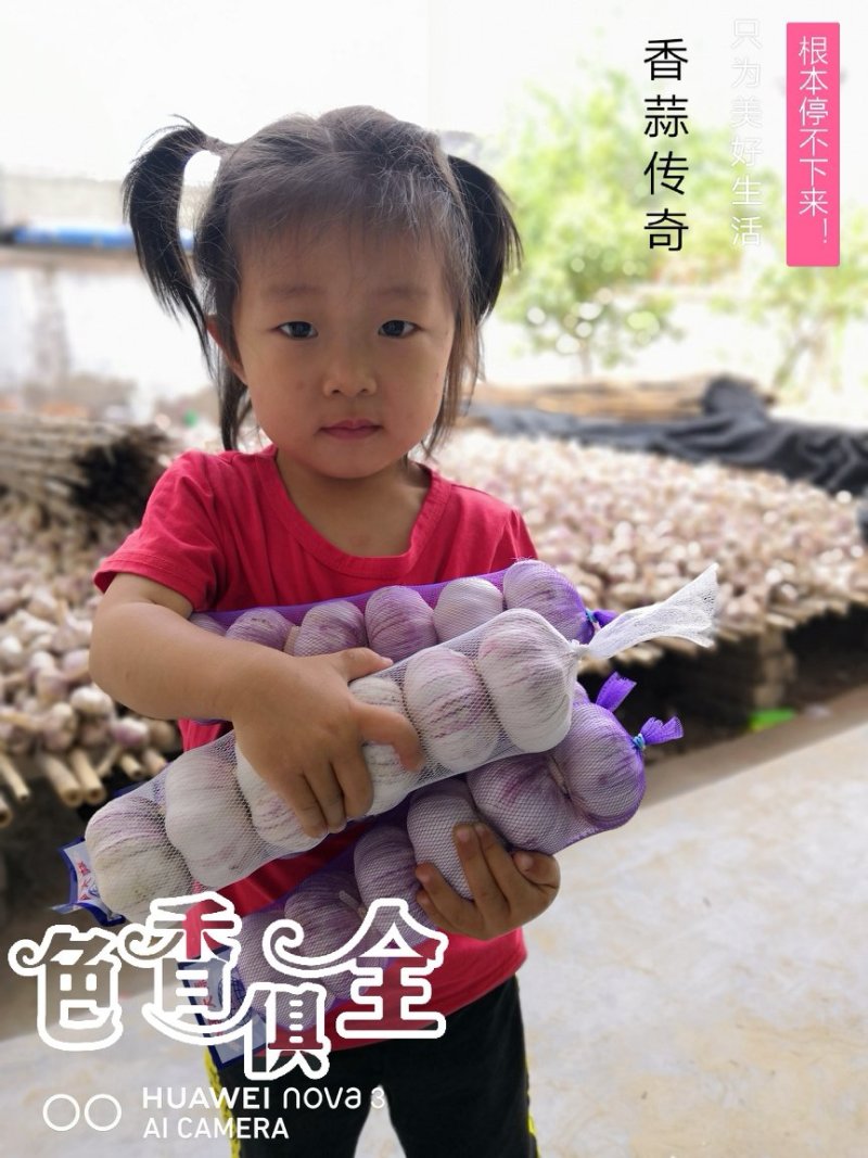 【天飞曌农业冷库库外大蒜大量上市大/中/小混级通货】