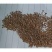 沙米沙蓬种子水生植物种子春秋夏季节可以播种亩用2斤种子