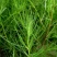 沙米沙蓬种子水生植物种子春秋夏季节可以播种亩用2斤种子