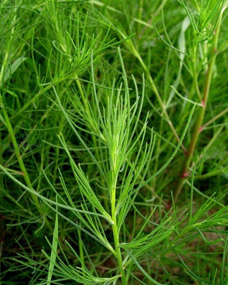 沙米沙蓬种子水生植物种子春秋夏季节可以播种亩用2斤种子