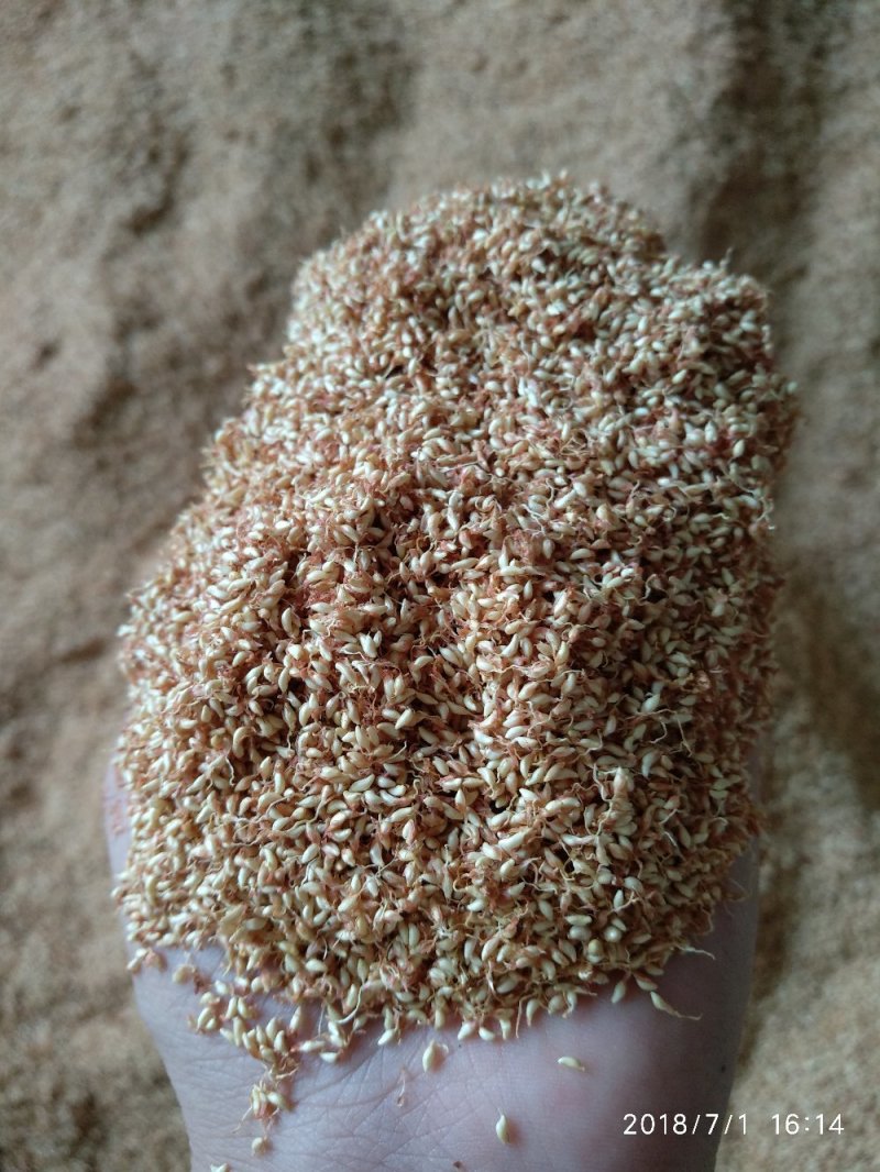 木莲豆腐薛荔果野生籽凉粉籽爱玉籽爱玉子手搓冰粉籽石木瓜1