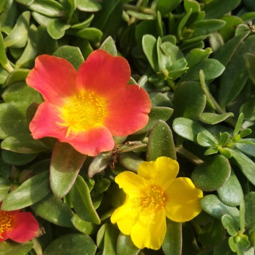 多种颜色太阳花袋苗营养杯重瓣半枝莲菊花苗