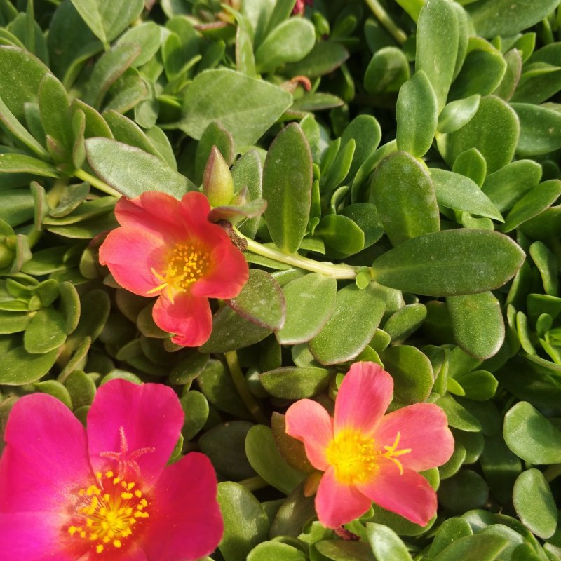 多种颜色太阳花袋苗营养杯重瓣半枝莲菊花苗