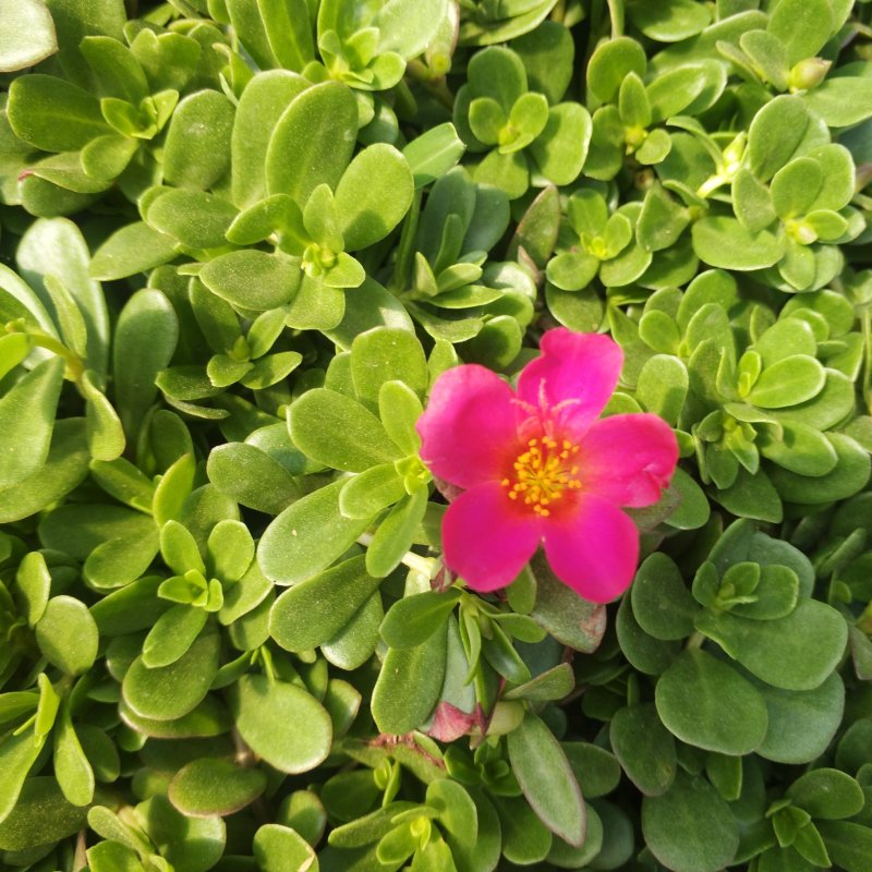 多种颜色太阳花袋苗营养杯重瓣半枝莲菊花苗