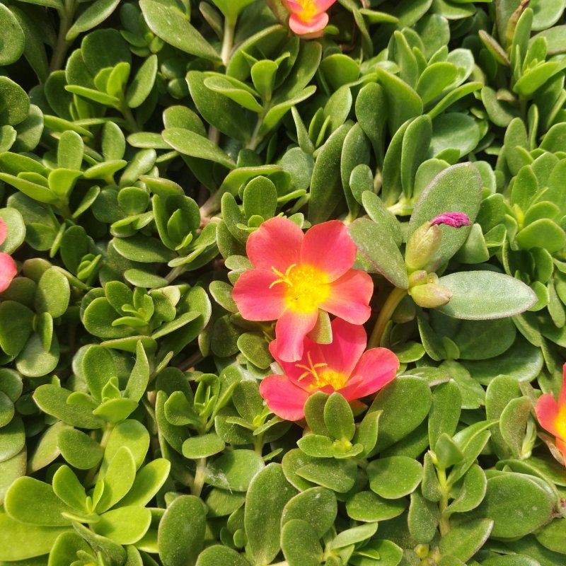 多种颜色太阳花袋苗营养杯重瓣半枝莲菊花苗