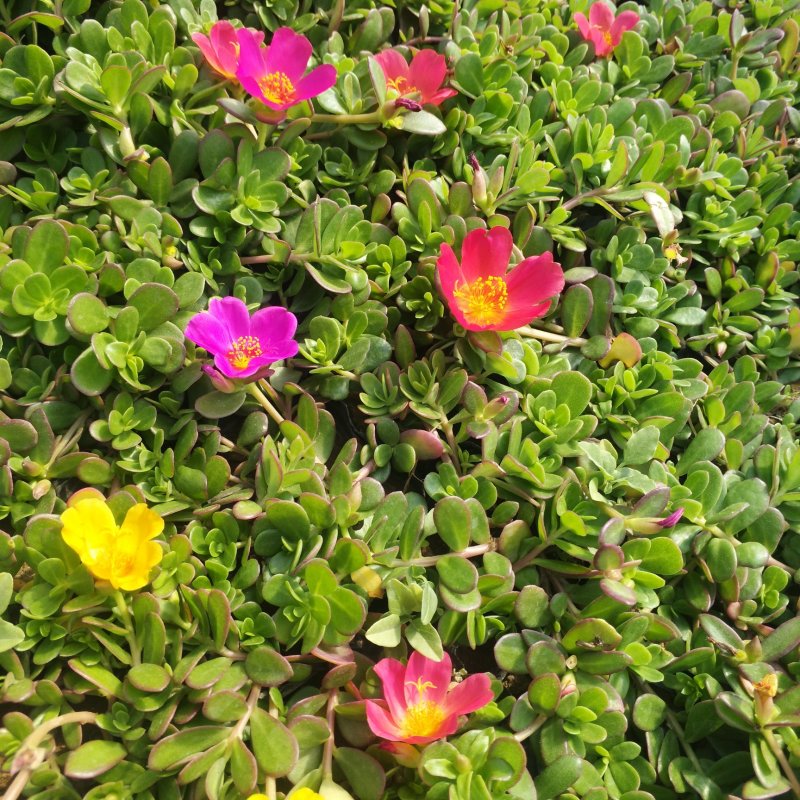 多种颜色太阳花袋苗营养杯重瓣半枝莲菊花苗