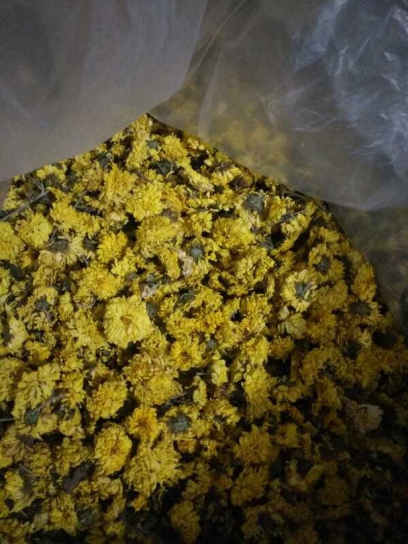 怀菊花河南焦作云台冰菊中草药材黄菊花药用菊花茶