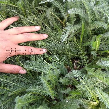 袋苗蓍草绿化用开花植物营养杯苗粉花白花易活