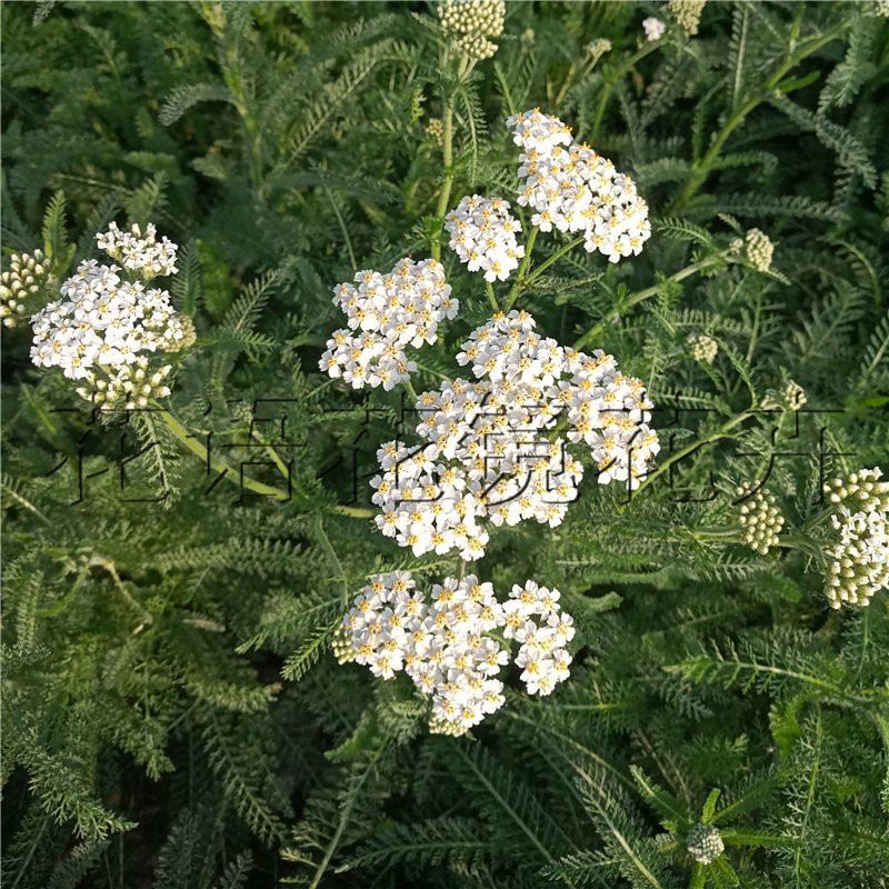 袋苗蓍草绿化用开花植物营养杯苗粉花白花易活