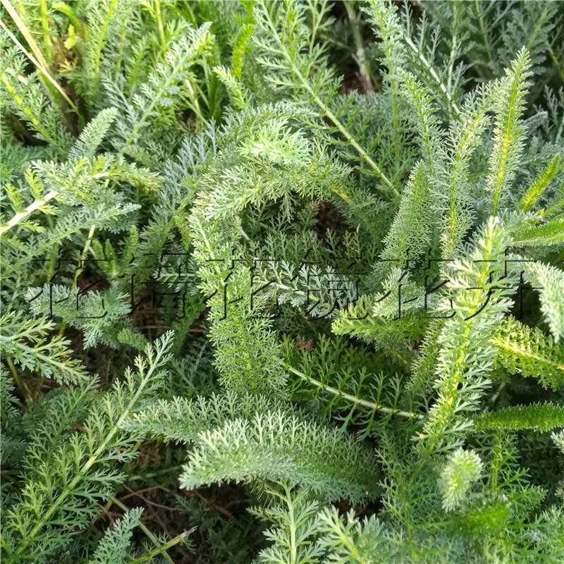袋苗蓍草绿化用开花植物营养杯苗粉花白花易活
