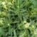 袋苗蓍草绿化用开花植物营养杯苗粉花白花易活