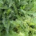 袋苗蓍草绿化用开花植物营养杯苗粉花白花易活