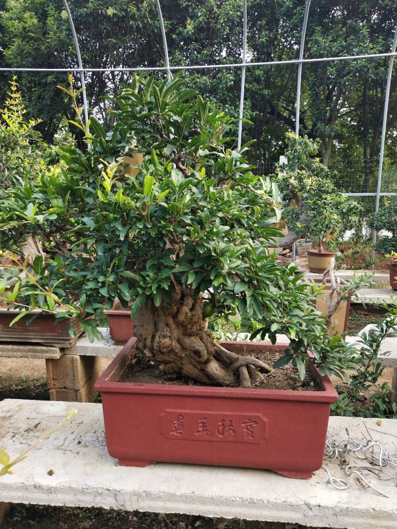 精品石榴盆景